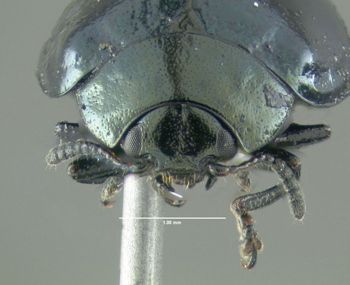 Media type: image;   Entomology 613143 Aspect: head frontal view